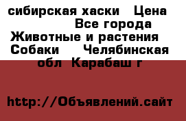 l: сибирская хаски › Цена ­ 10 000 - Все города Животные и растения » Собаки   . Челябинская обл.,Карабаш г.